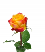 Изображение товара Троянда Silantoi висота 60 см.